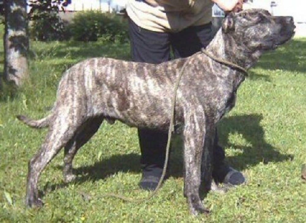 CASTRO EL PERRO DIABLO 1