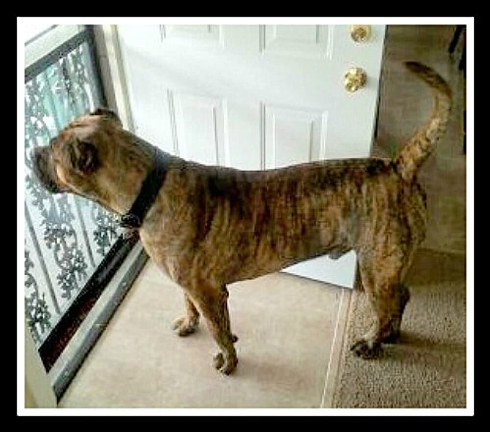 BEARCLAW'S GOTTI 1