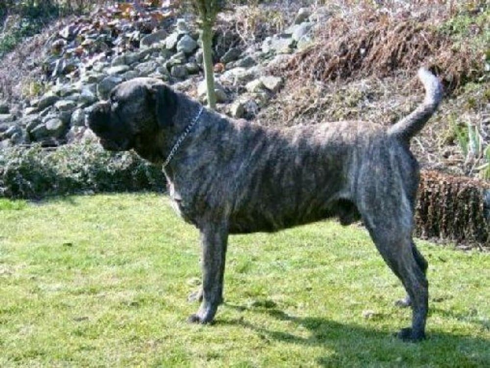 CORAZON EL PERRO DIABLO 1