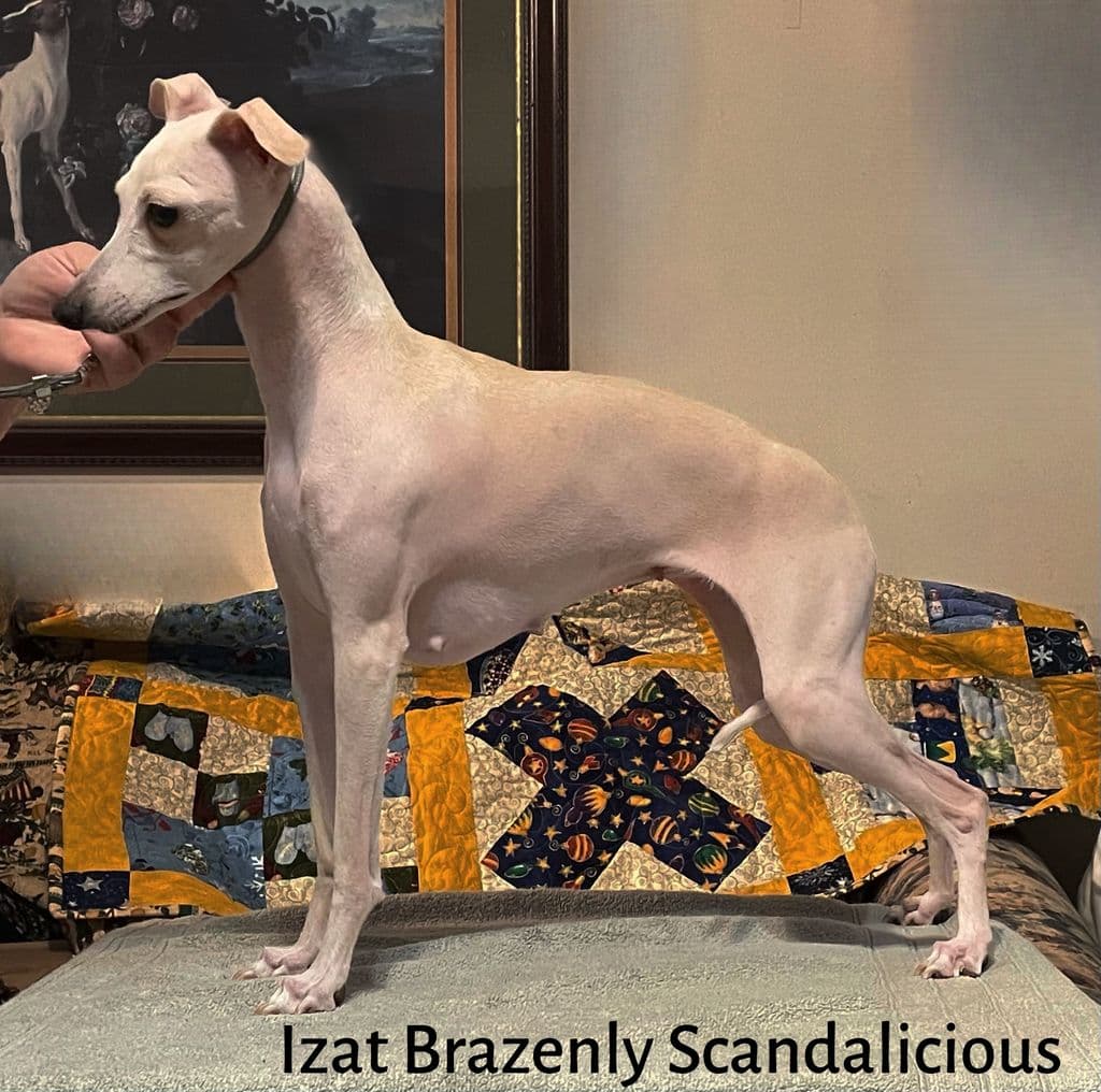 Izat Brazenly Scandalicious 1