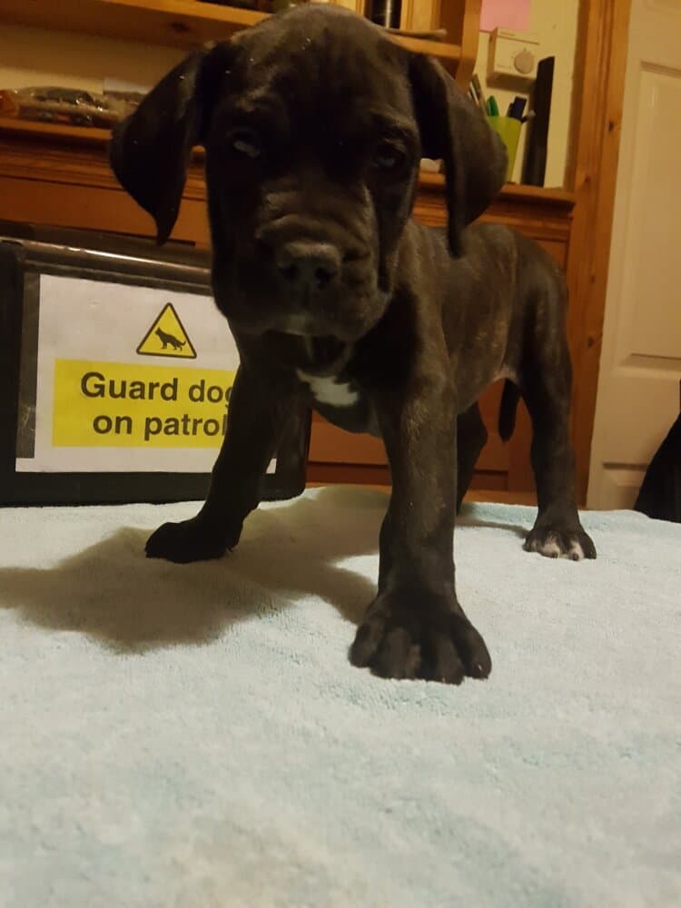 BLACK STUFF PRESA BUSTER 1