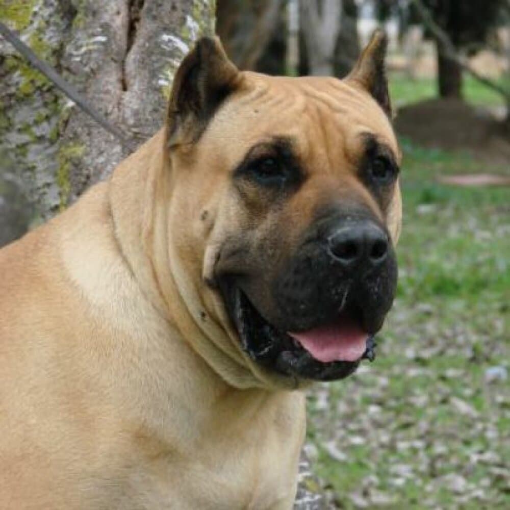 KEKA DE GUADALCAN 1
