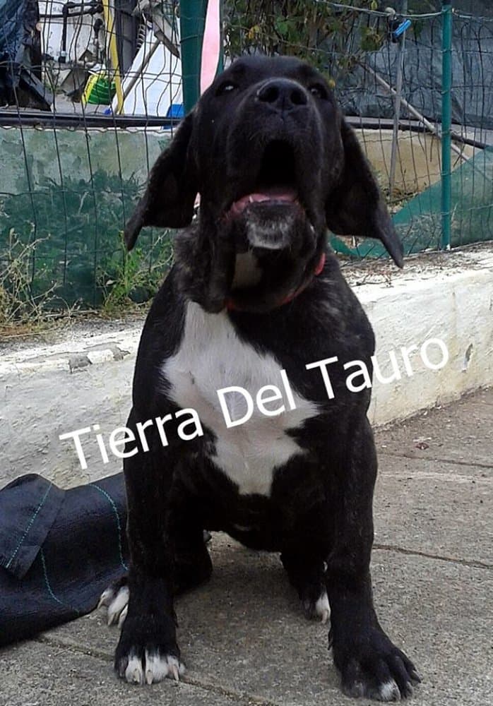 ORCA TIERRA DEL TAURO 1