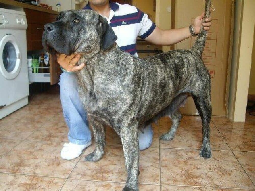 VEGA DE BARNACAN BULL 1
