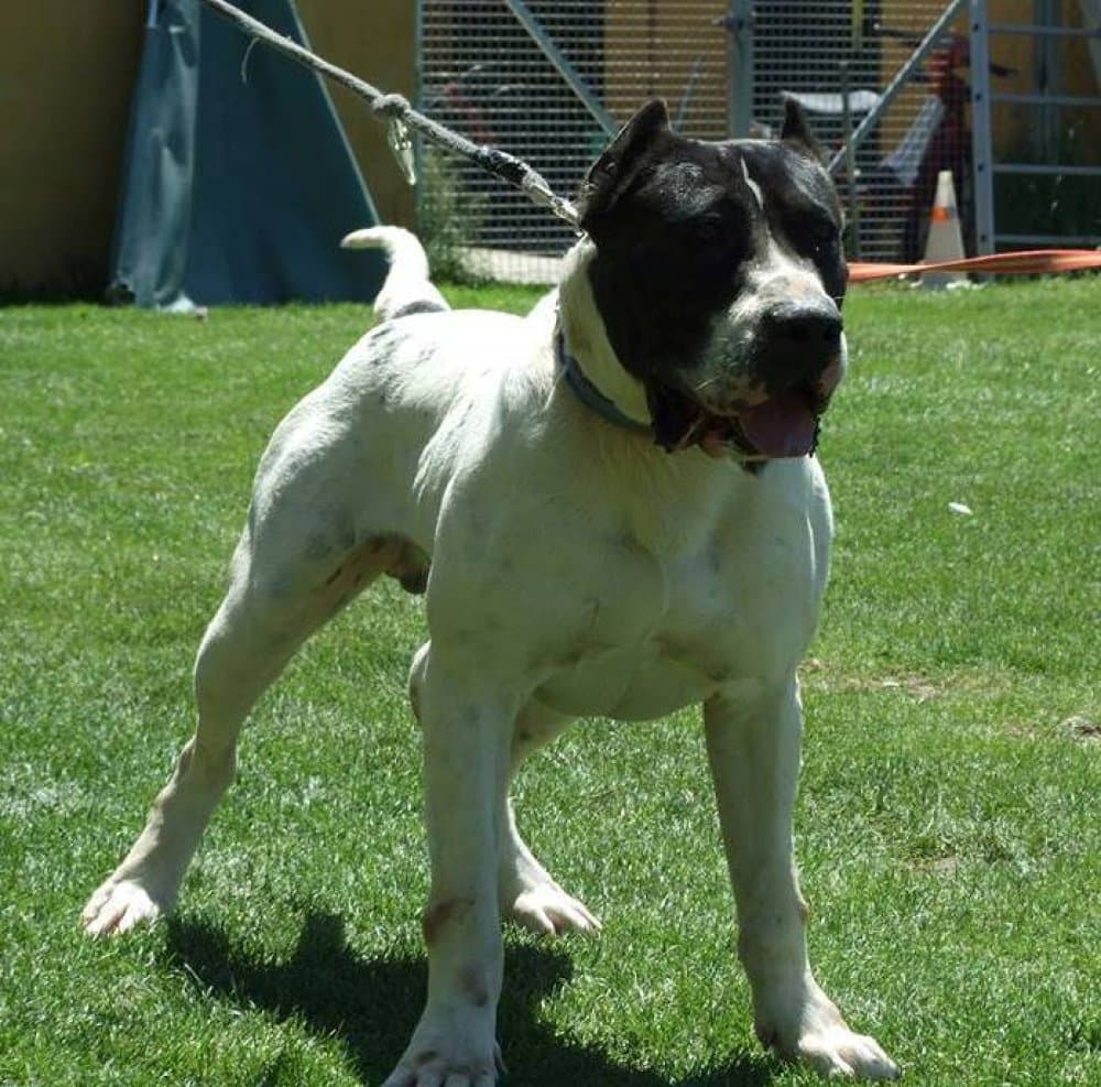 NEGRITO DE LINEA M 1