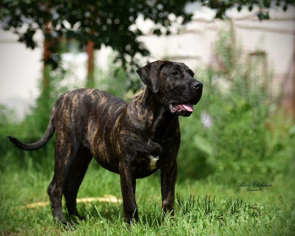 DIVA DE BREVIERCAN 1