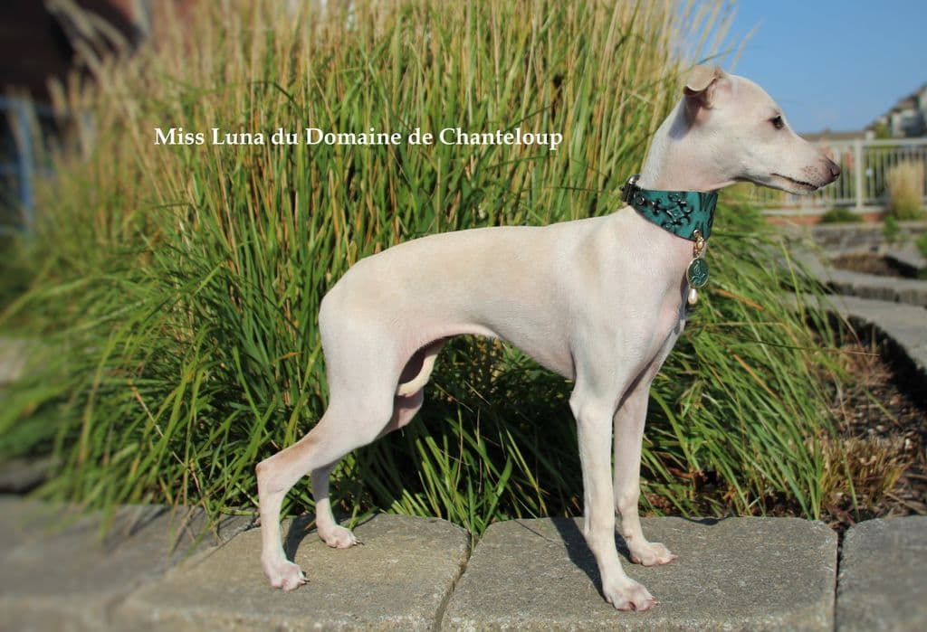 Miss Luna Du Domaine De Chanteloup 1