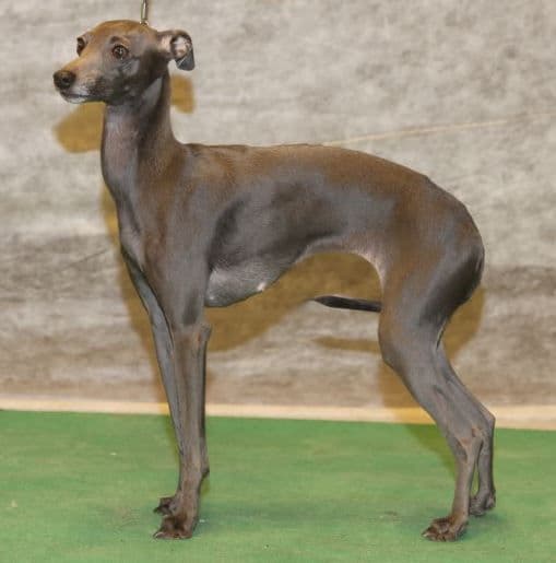 Astra Bravissimo Kamelia 1