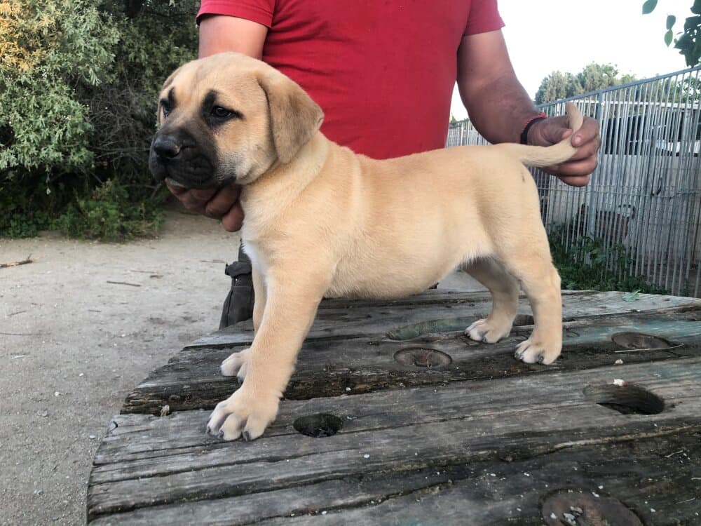 AL CAPONE DE KING ZULU 1