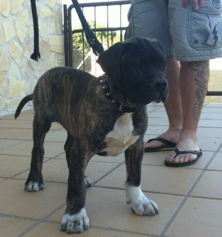 NUBIO DE IRON BULL 1