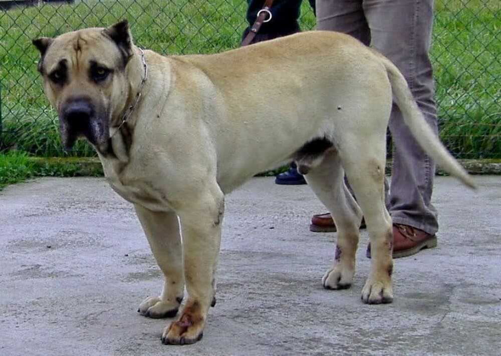 PERRO DE CANTADIELLO 1