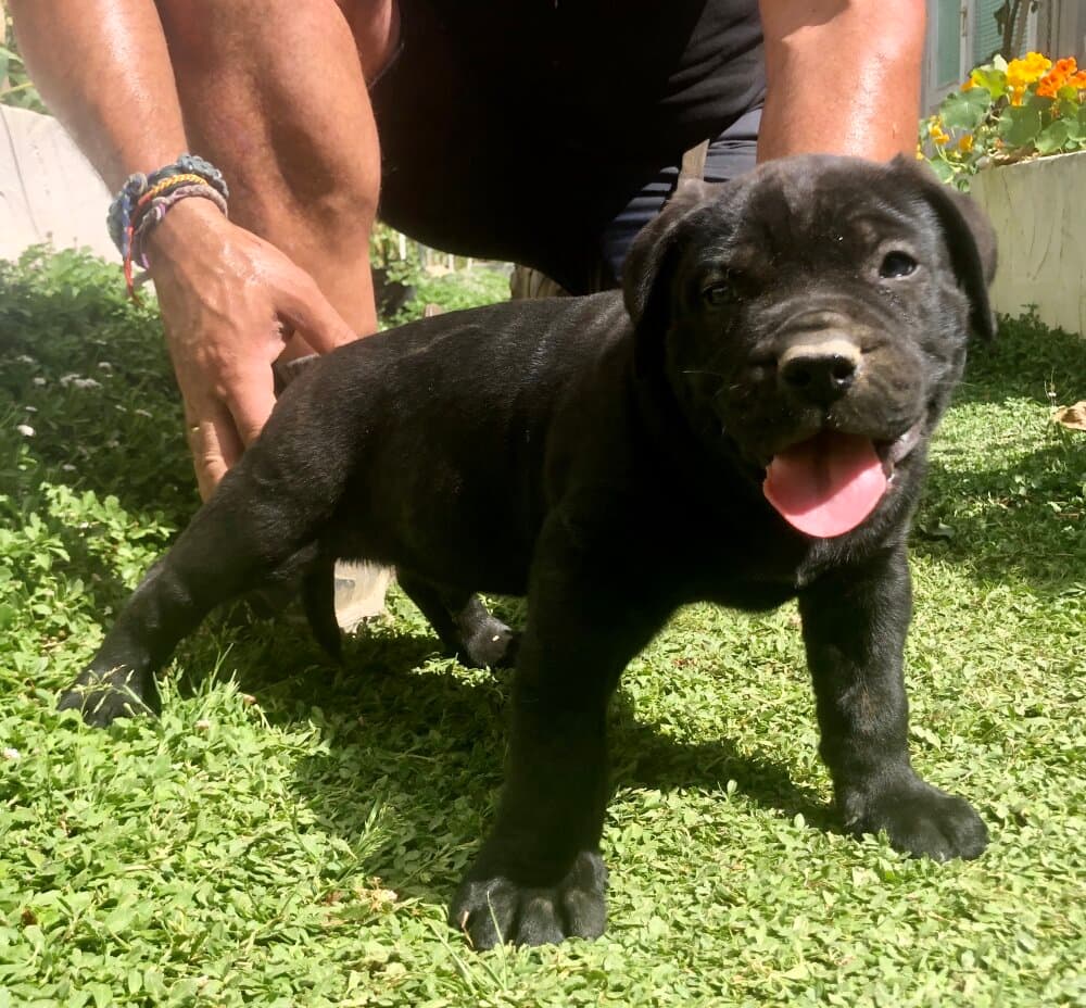 QUINTO DE KING ZULU 1