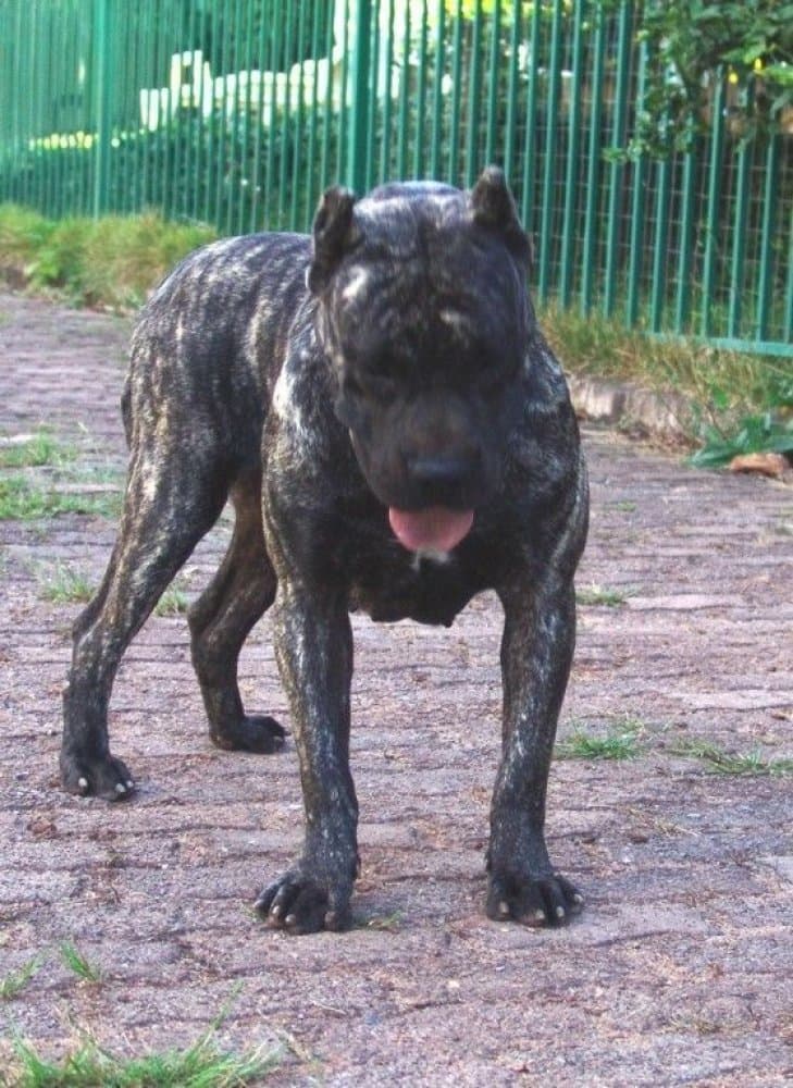 FREYA DE TAMARAN BULL 1