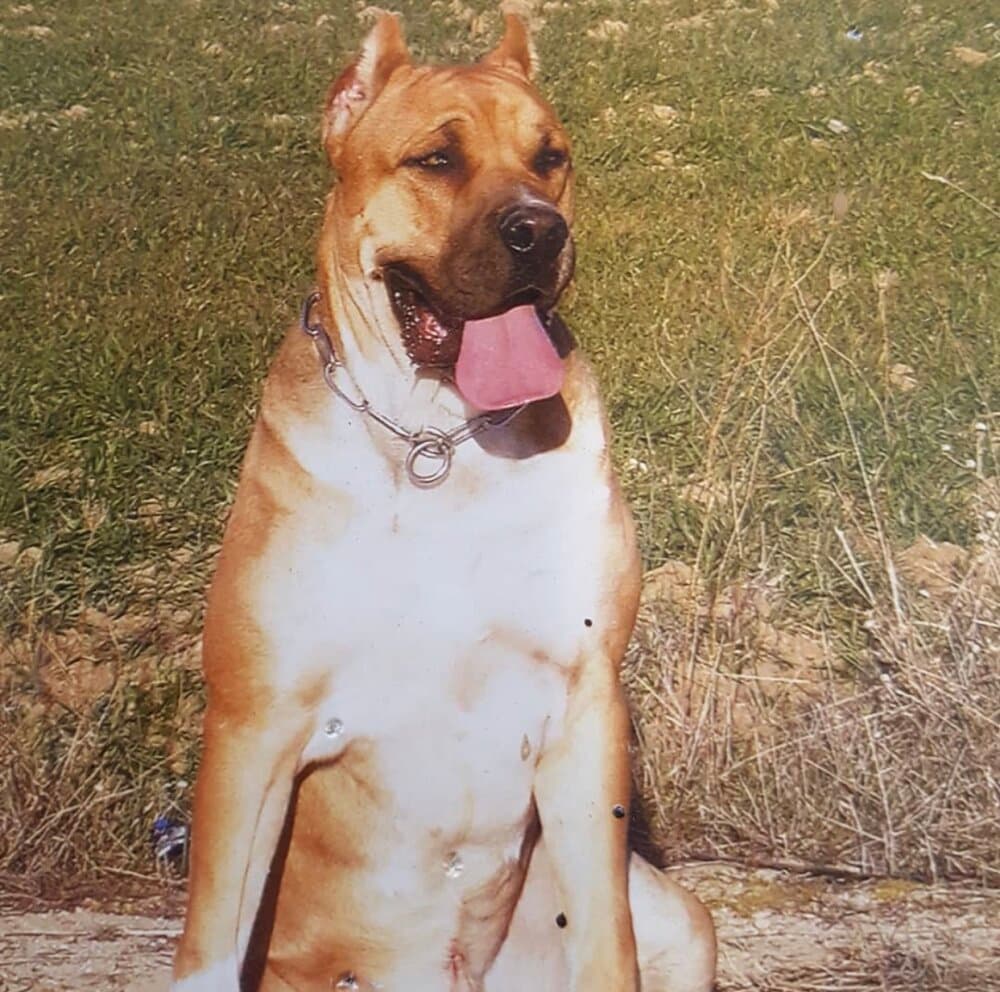 THOR I DE KING ZULU 1