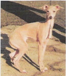 Thelma Despinida Des Princes De Minos 1