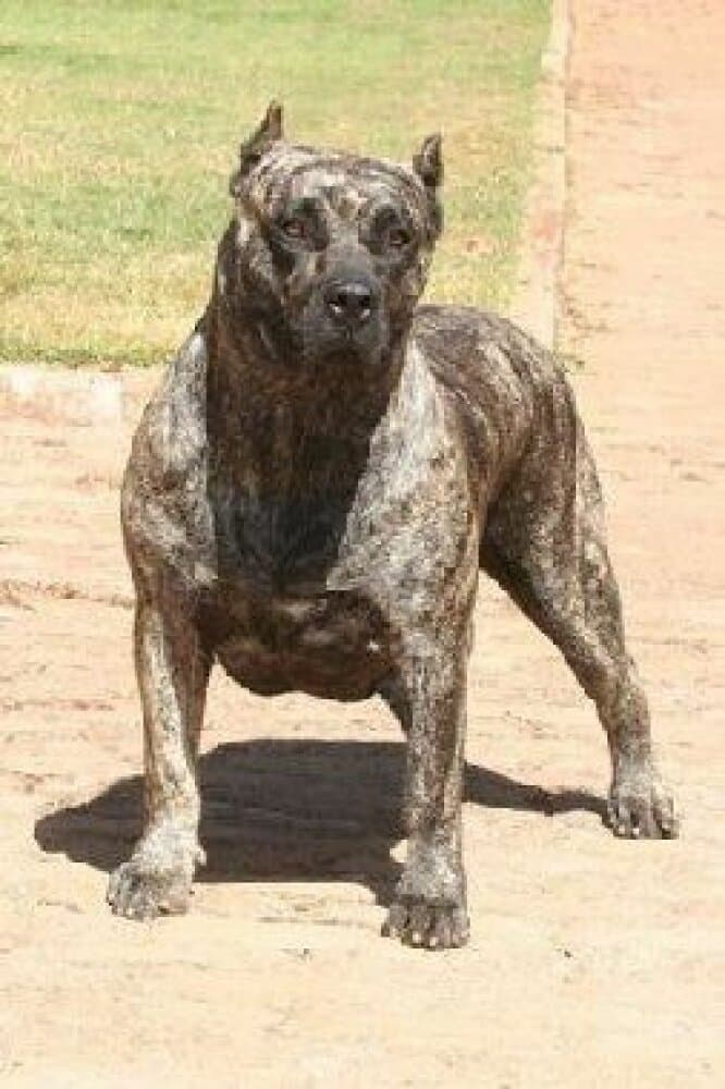 ZAMBRA DE BARNACAN BULL 1