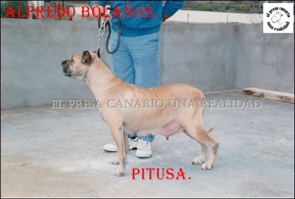 PITUSA DE ALFREDO 1