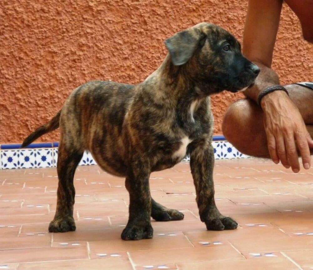 RONA DE LOS CARDONES 1