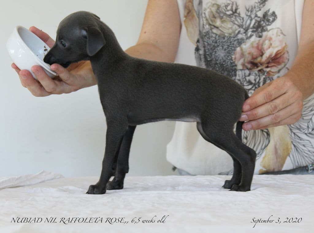 Nubiad Nil Raffoleta Rose 1