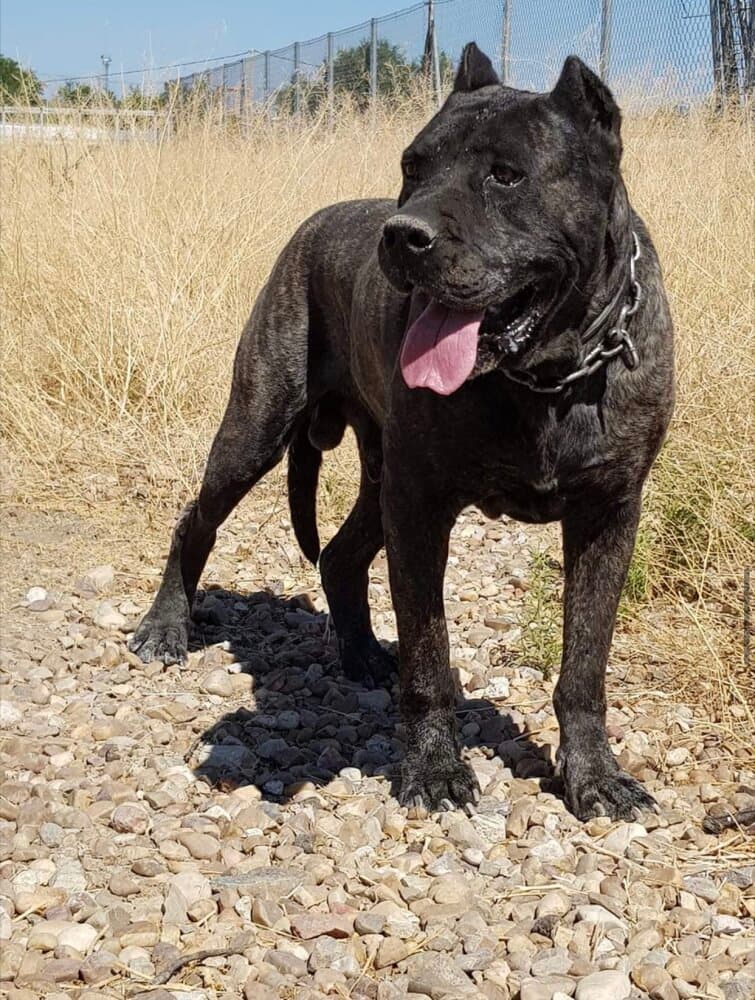 ULISES DE KING ZULU 1