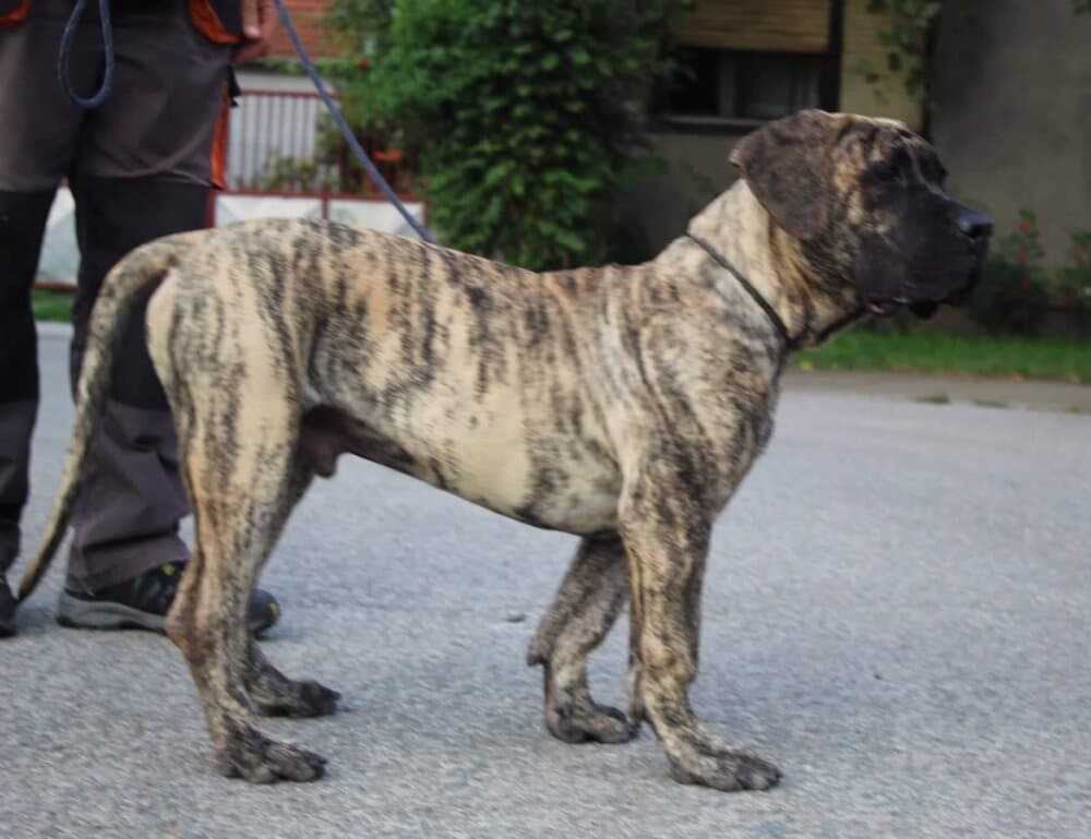 DRAZA COLOSSUS OF BUKULJA 1