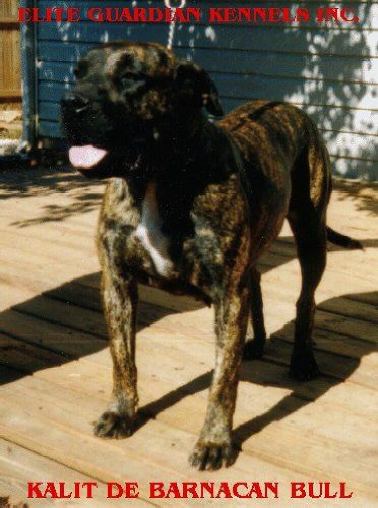 KALIT DE BARNACAN BULL 1