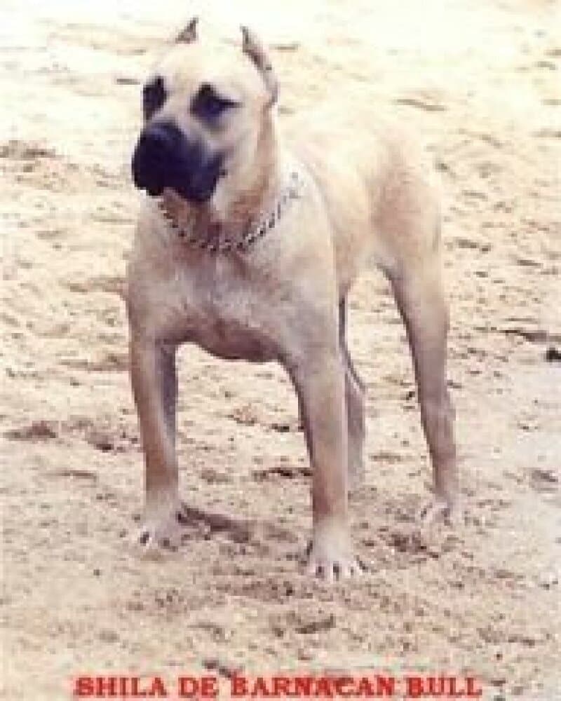 SHILA DE BARNACAN BULL 1