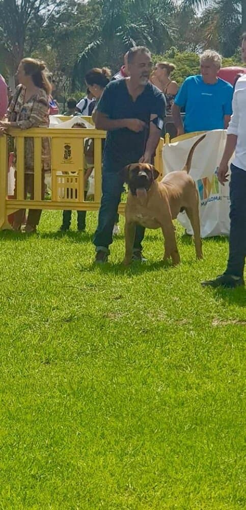 DRACO DE LA JACHA 1