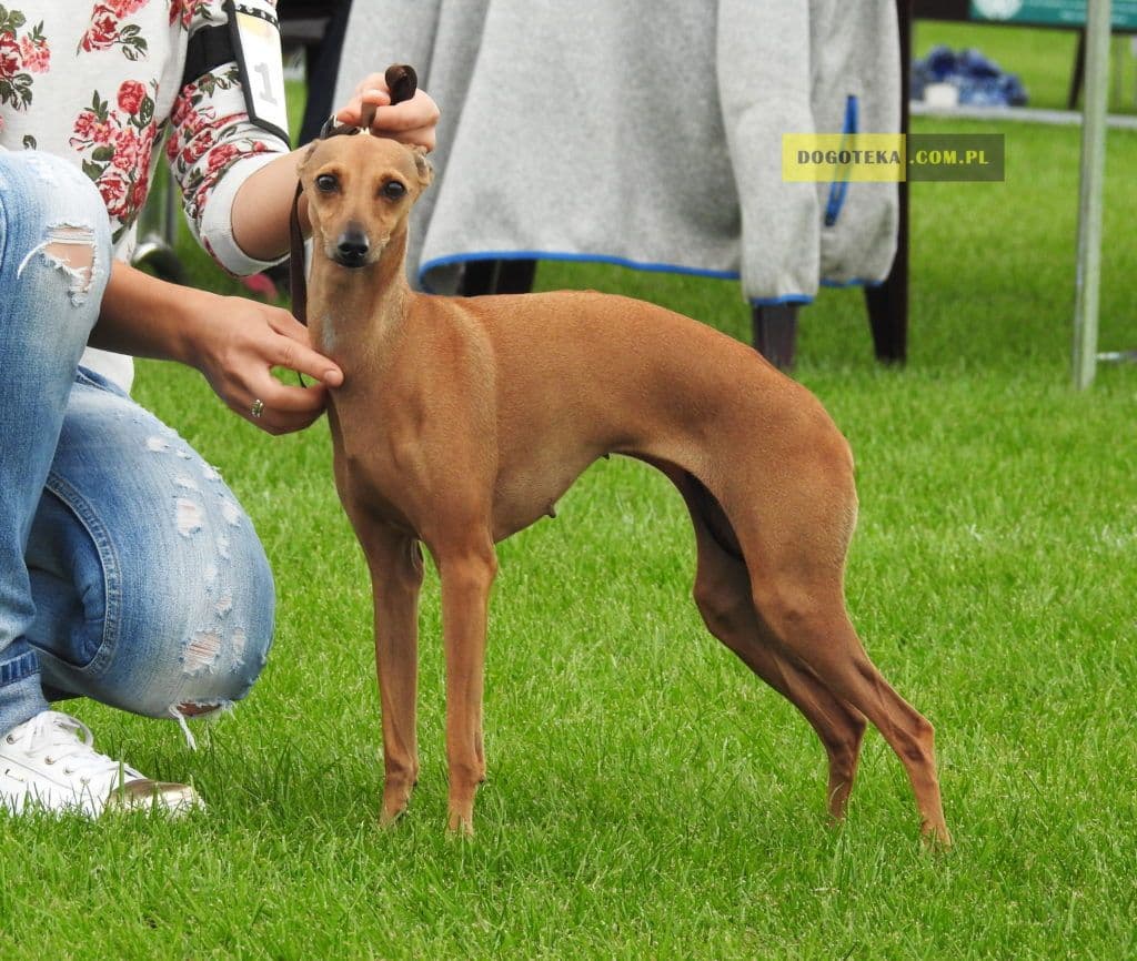 Chimera Dogoteka FCI 1