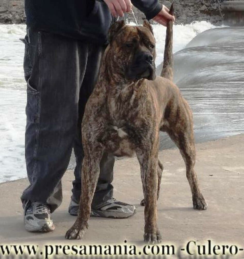 CULERO DE PRESA MANIA 1
