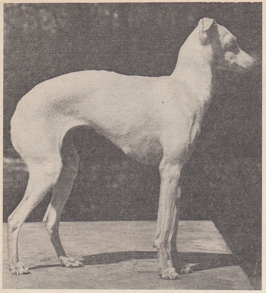 Arnika Gerenuk 1