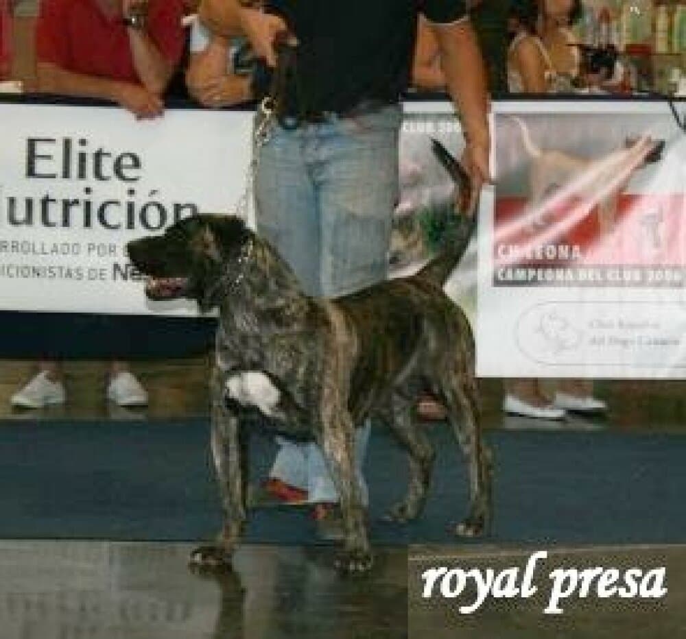 KARIM DE LOS CARDONES 1