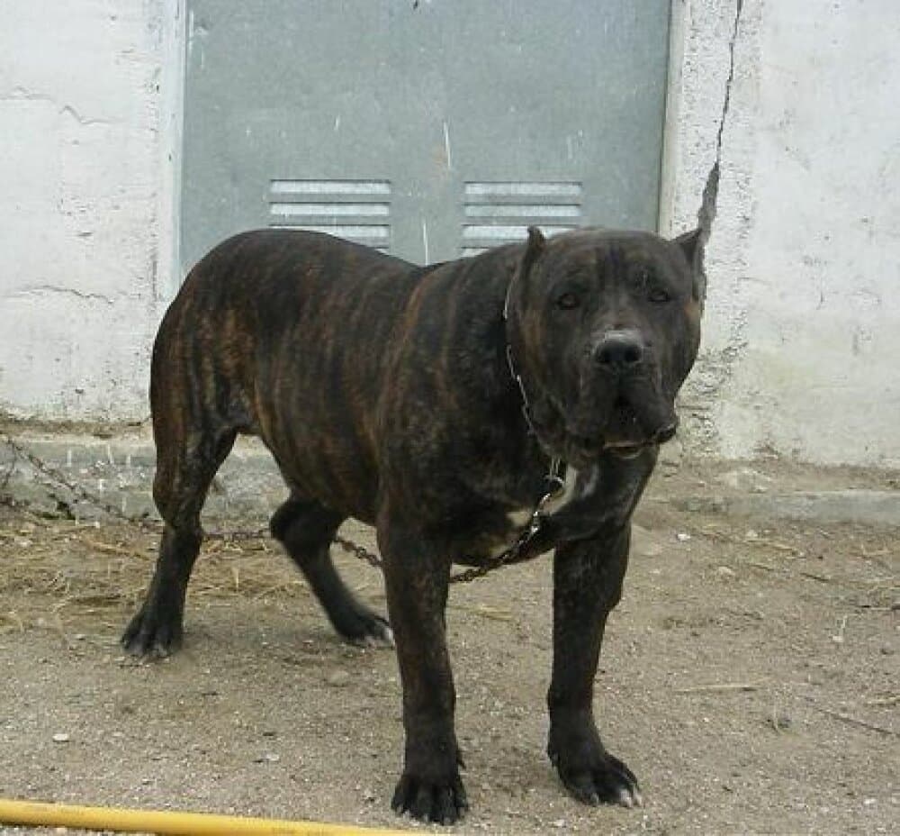 NACHO DE KING ZULU 1