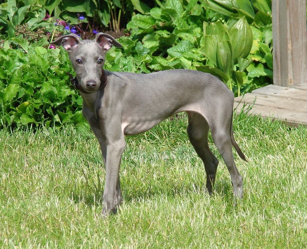 Astra Bravissimo Juda 1