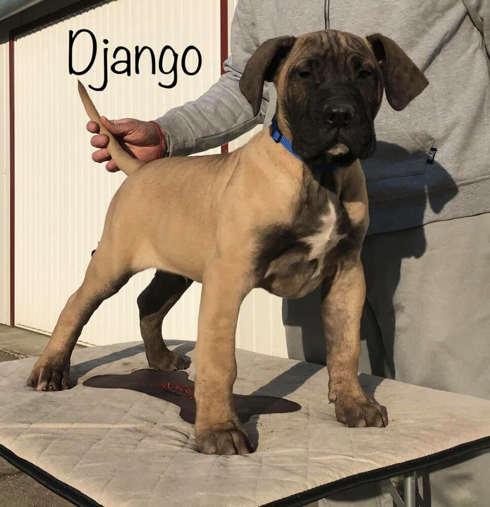 DJANGO DE TIERRA GRANCAN 1