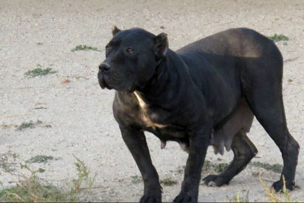 ZULIMA DE KING ZULU 1