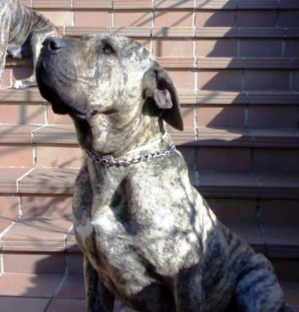 SIMON DE KING ZULU 1