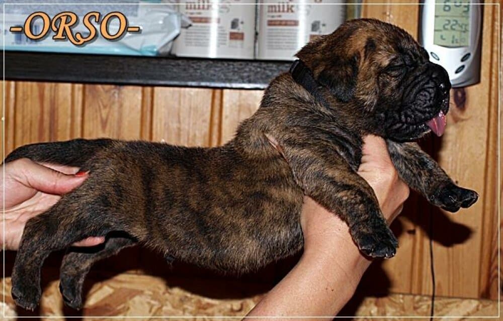 ORSO NUESTRA SANGRE 1