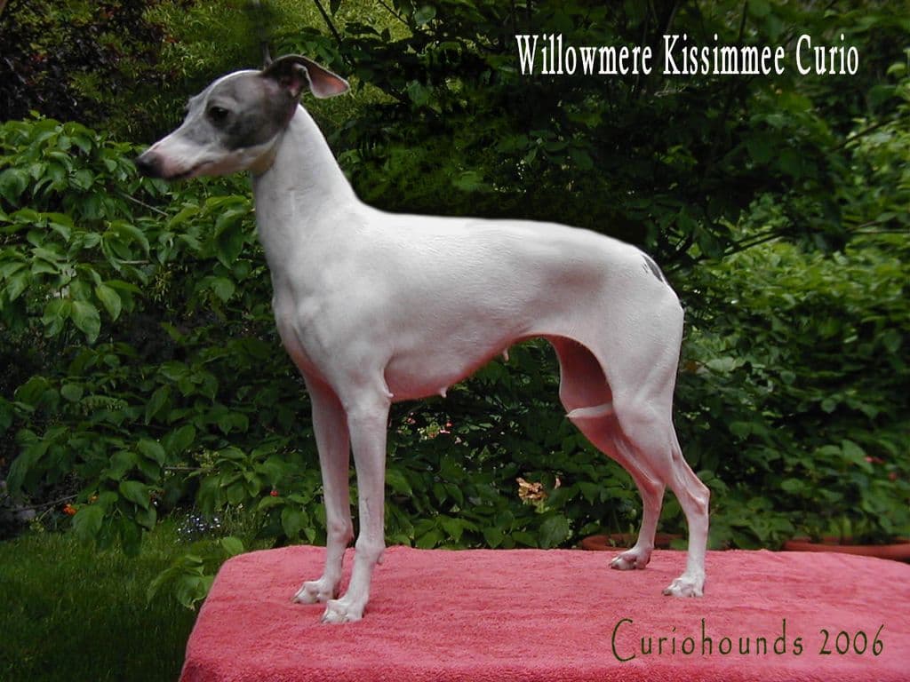 Willowmere's Kissimmee Curio 1