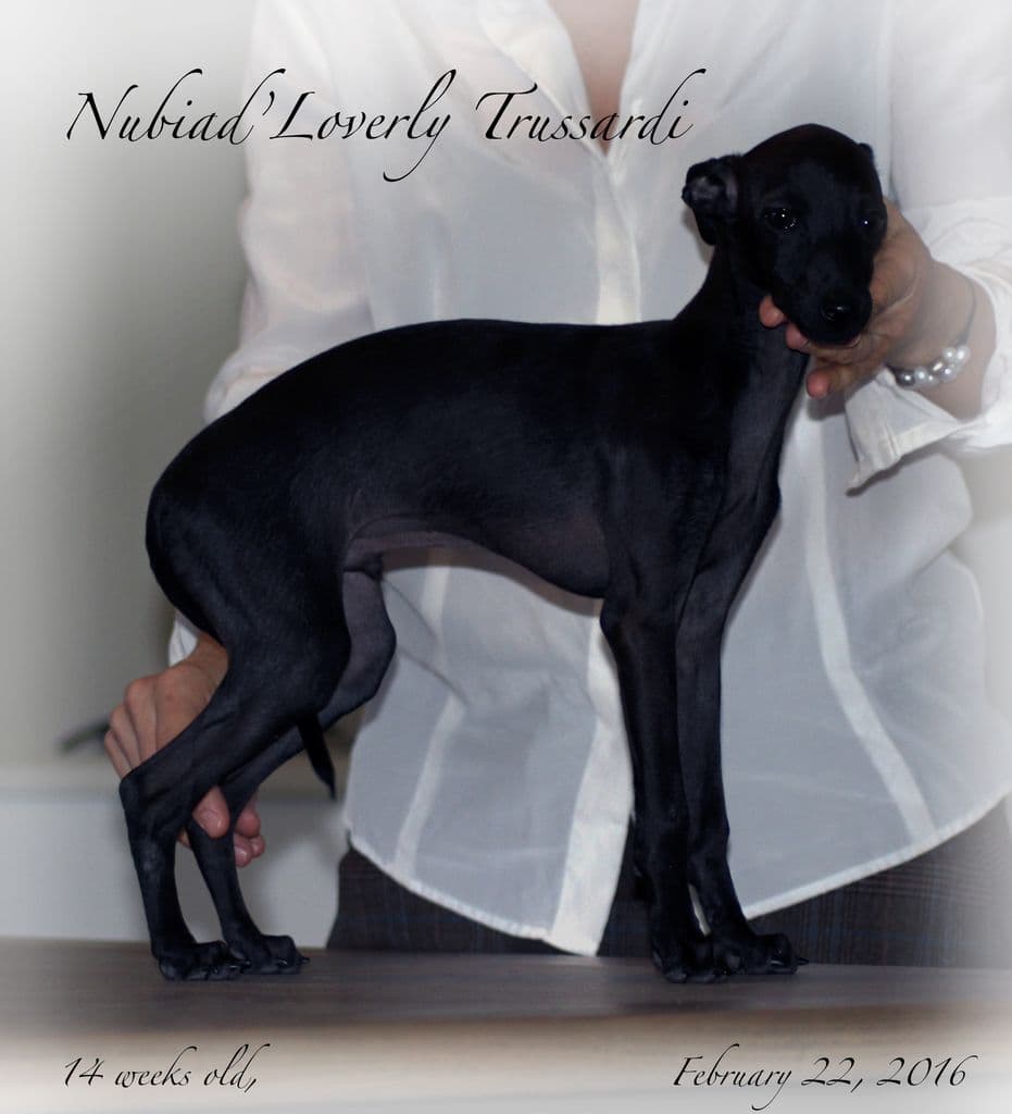 Nubiad Loverly Trussardi 1