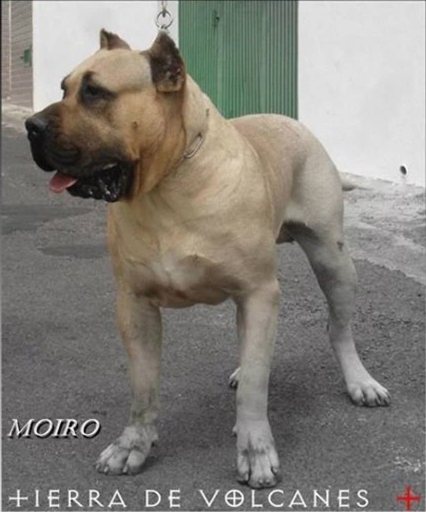 MOIRO DE TIERRA DE VOLCANES 1