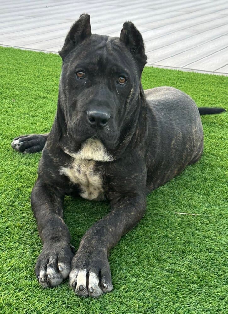 TITO II DE KING ZULU 1