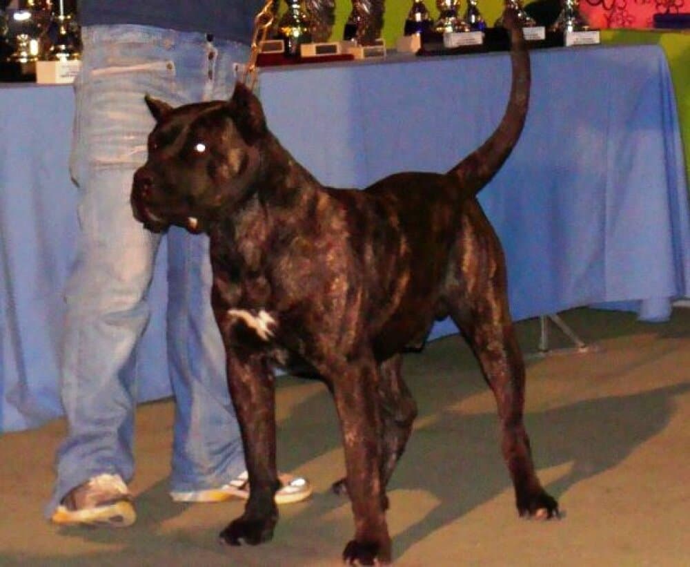 COYOTE DE SAMCOR 1