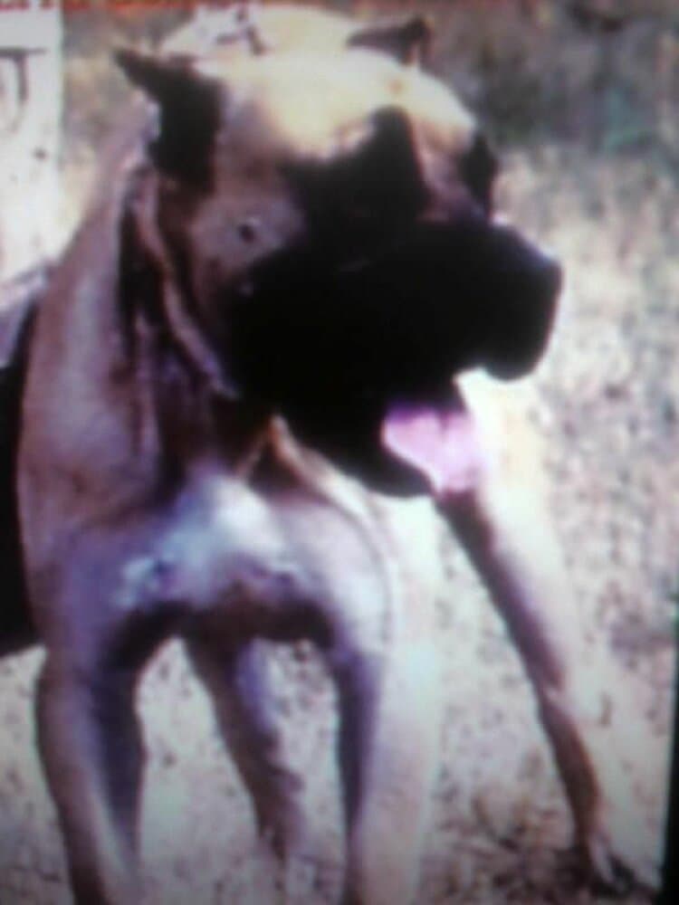 CANARIO DE ALEXIS RODRIGUEZ 1