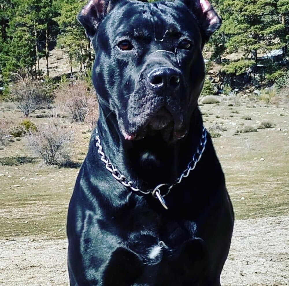 LEO DE KING ZULU 1