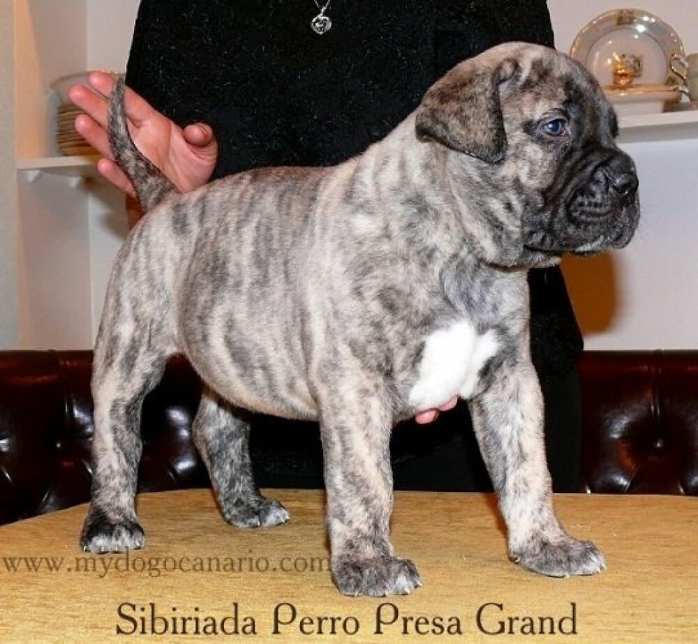 SIBIRIADA PERRO PRESA GRAND 1