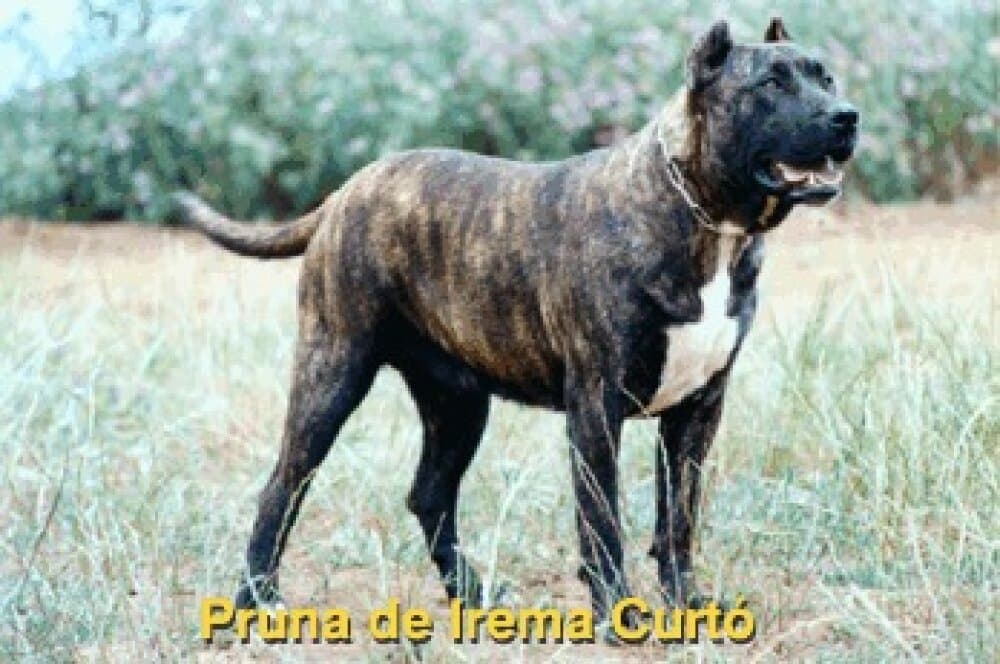 PRUNA DE IREMA CURTO 1