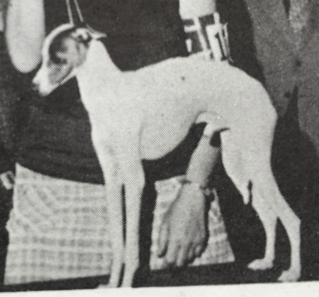 Starlite Lord Fauntleroy 1