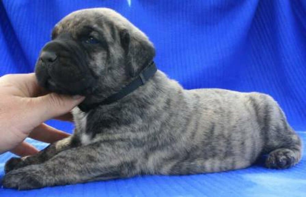 BOSS BULL CANARIO TORNADO 1