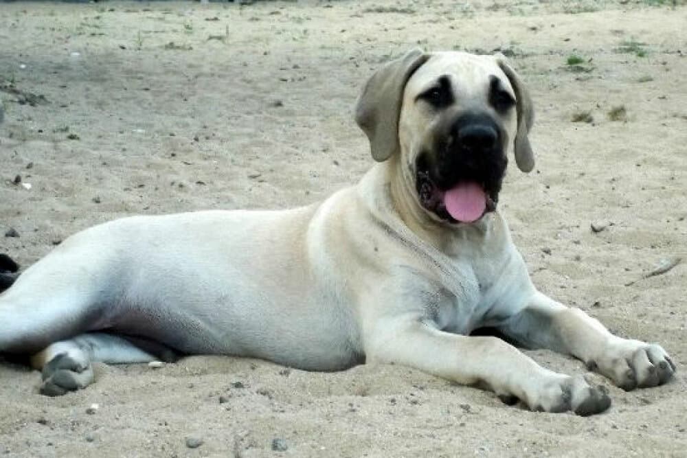 MALACHITO CABALLERO CANARIO 1